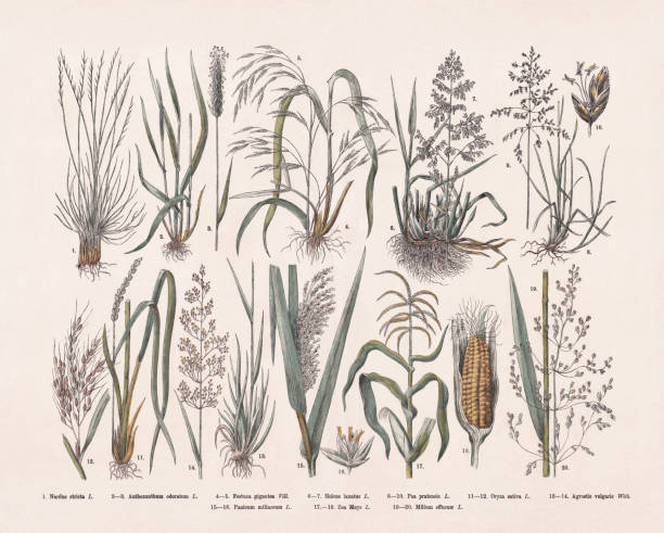 травы (poaceae), гравюра на дереве ручной раскраски, опубликованная в 1887 году - sweet grass stock illustrations