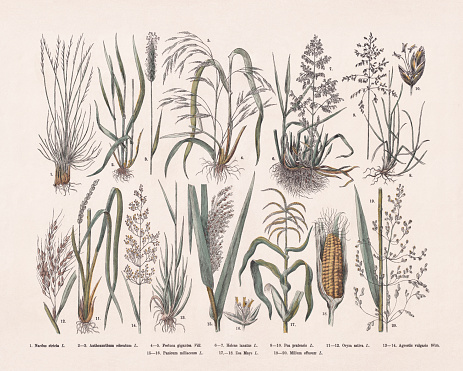 Grasses (Poaceae, or Gramineae): 1) Matgrass (Nardus stricta); 2-3) sweet Vernal grass (Anthoxanthum odoratum); 4-5) Giant fescue (Festuca gigantea); 6-7) Yorkshire fog (Holcus lanatus); 8-10) Kentucky bluegrass (Poa pratensis); 11-12) Asian rice (Oryza sativa); 13-14) Common bent (Agrostis capillaris, or Agrostis vulgaris); 15-16) Proso millet (Panicum miliaceum); 17-18) Maize (Zea mays); 19-20) American milletgrass (Milium effusum). Hand-colored wood engraving, published in 1887.