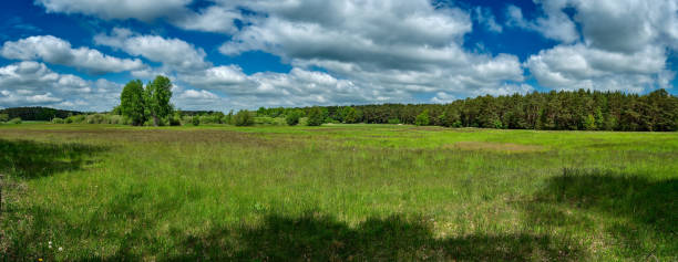 Peat meadow in the nature reserve "Wischsee" between Klosterfelde and Prenden stock photo
