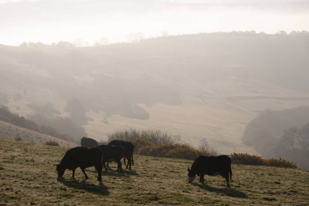 istock Cows In The Dorset Landscape And Morning Mist 1392321084