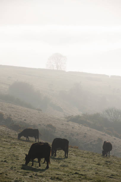 istock Cows In The Dorset Landscape And Morning Mist 1392321811
