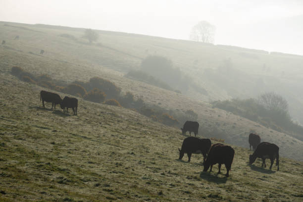 istock Cows In The Dorset Landscape And Morning Mist 1392321812