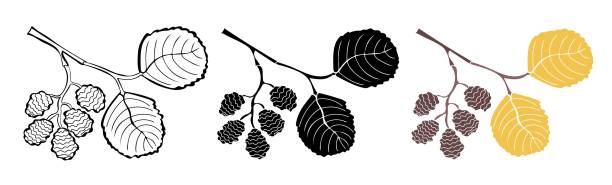 Alder twigs outline, in silhouette and colorful isolated on white background Alder twigs outline, in silhouette and colorful isolated on white background. Autumn design elements. Vector illustration. alder tree drawing stock illustrations