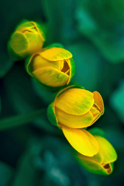 Four yellow unopened buds of spring chistyak on a green background of leaves Four yellow unopened buds of spring chistyak on a green background of leaves potentilla anserina stock pictures, royalty-free photos & images