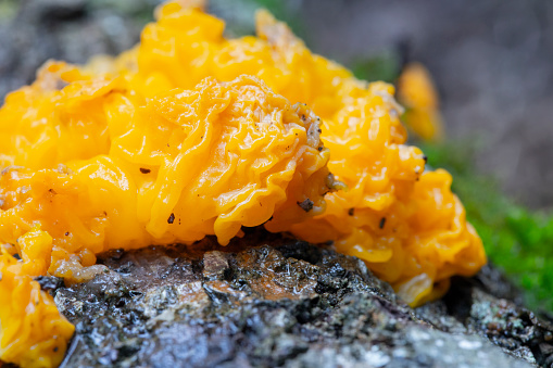 Tremella aurantia