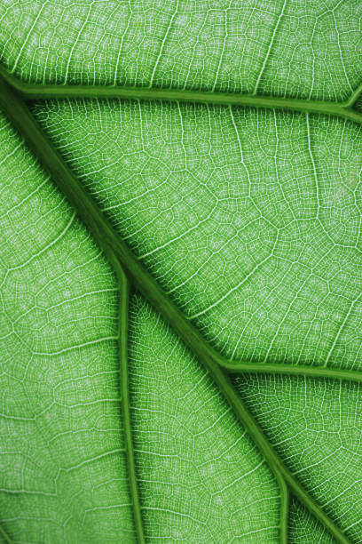 istock Ficus lyrate leaf texture as green natural background 1392330784