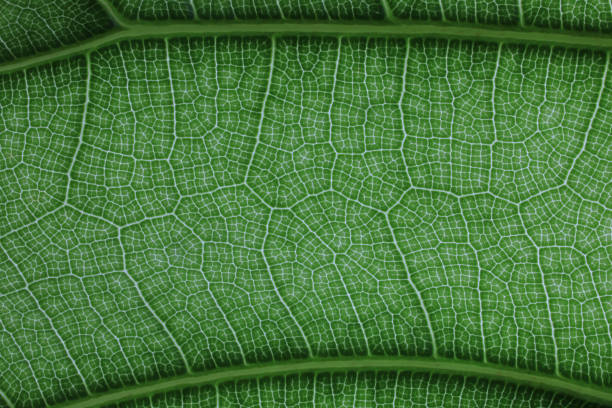istock Close up image of green leaf texture or background 1392330799