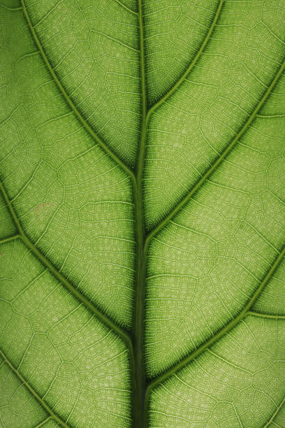 istock Close up image of green leaf texture or background 1392330811