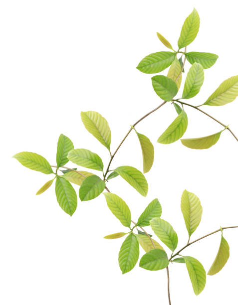 istock Green leaves isolated on white background 1392330831