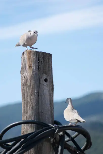 Birds resting on a power pole under the morning sun