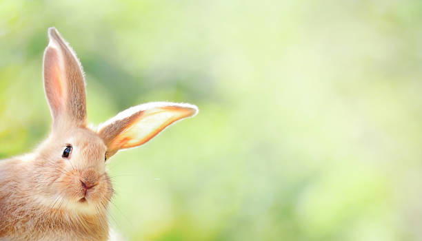 istock the rabbit is looking out of the corner 1392331246