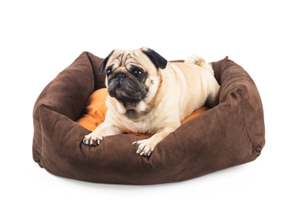 istock cute pug in brown stove close-up on white background 1392331270
