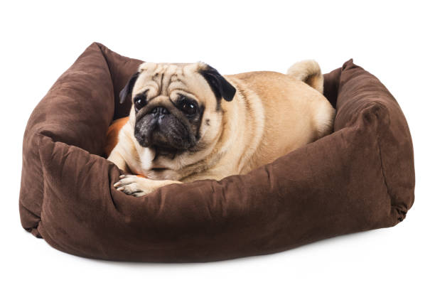 istock cute pug in brown stove close-up on white background 1392331387