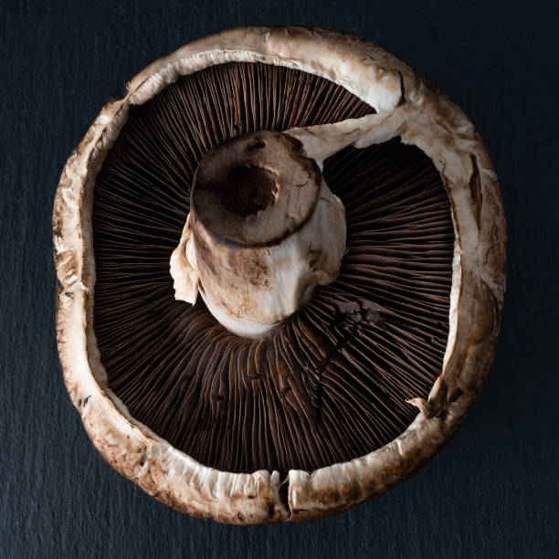 Close-up on the underside of a Portobello mushroom with the central stalk