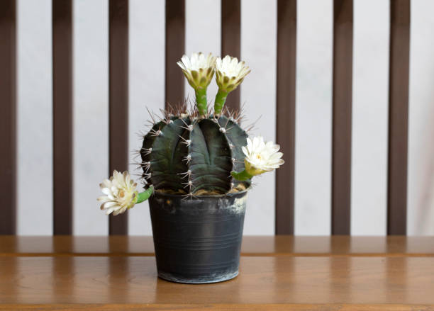 istock White Echinopsis cactus flower on wooden top 1392331590