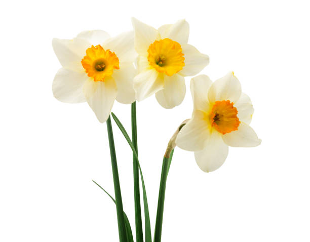 istock Spring floral border, beautiful fresh daffodils flowers, isolated on white background. Selective focus 1392332259