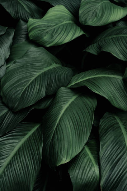 istock close up abstract green leaf texture nature background tropical leaves 1392332279