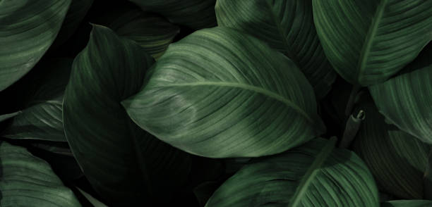 istock close up abstract green leaf texture nature background tropical leaves 1392332428