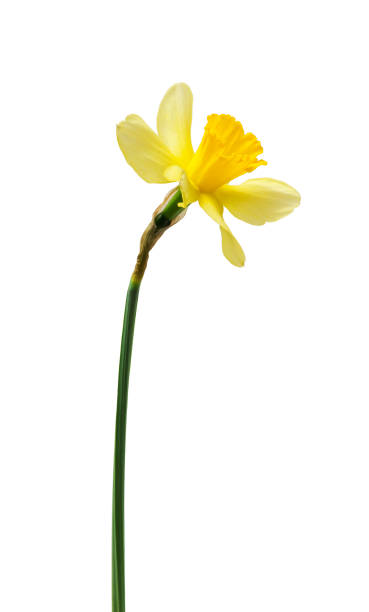 istock yellow daffodil isolated on a white background 1392332753