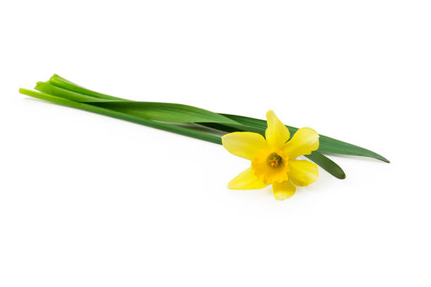 istock yellow daffodil isolated on a white background 1392332795