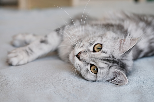 Cute pet cat with long hair.\