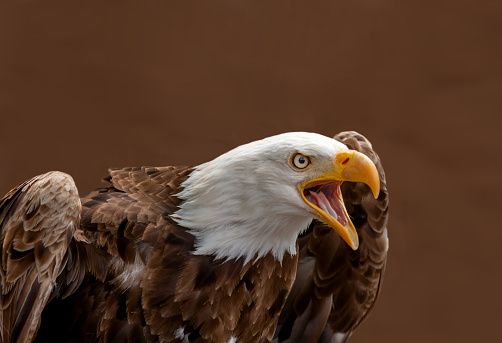 Juvenile bald eagle in residence at the Teton Raptor Center in Jackson Hole, Wyoming.