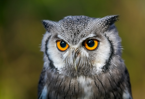 Close-up of Scops Owl.
