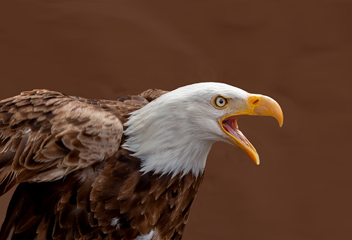 Closeup profile of American Bald Eagle with a plain out of focus background.