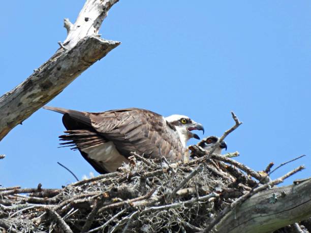 istock Osprey (Pandion haliaetus) and chick in its nest 1392333664