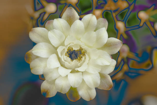 kaktus kwiatowy gymnocalycium mihanovichii - hybridize zdjęcia i obrazy z banku zdjęć