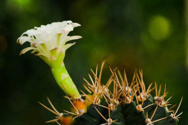 kaktus kwiatowy gymnocalycium mihanovichii - hybridize zdjęcia i obrazy z banku zdjęć