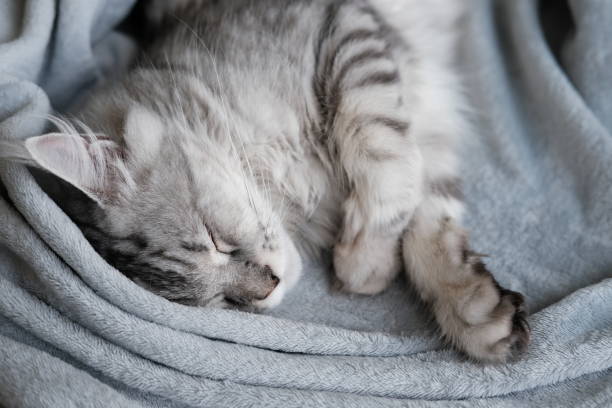 istock A beautiful Maine Coon cat sleeps in a blanket. 1392333973