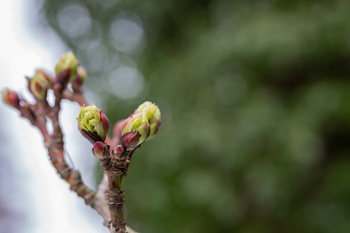 close-up of branches of trees and shrubs with buds and first leaves in spring. The concept is a new life. Spring background.