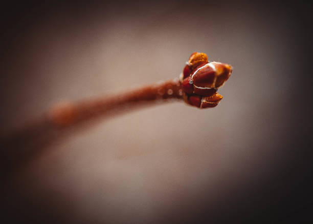 A tree about to spring to life