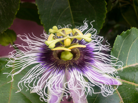 Passion Fruit Flower (Photographed In Northern Peru)