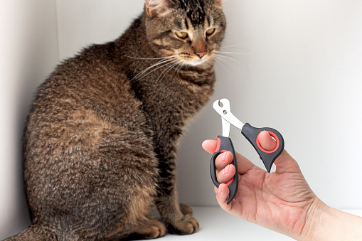 Cropped woman hand holding scissors for cat nail cutting on white background