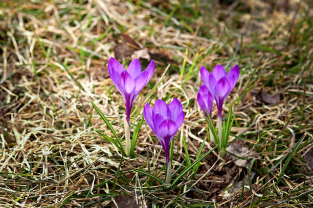 istock Purple crocus vernus flowers 1392335657