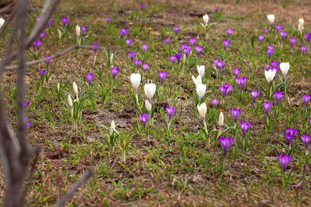 Purple and white crocus vernus flowers meadow