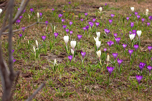 Purple and white crocus vernus flowers meadow