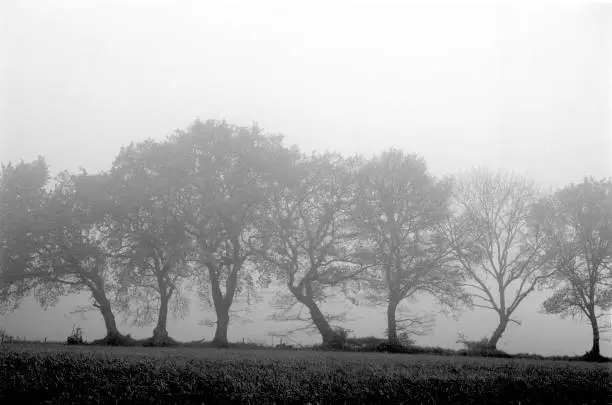 Dense fog surround oaktrees in the morning, 35mm film.