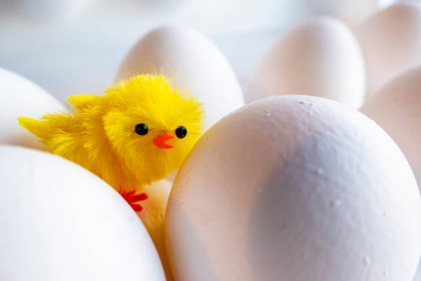istock Boiled egg chickens in egg box. artificial chicken on the background of chicken eggs 1392336630