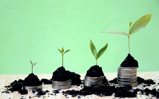 green trees growing on coins financial growth banking business