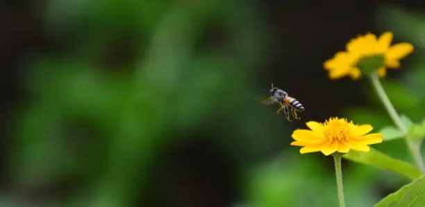 Photo of The bee flies to the flowers to collect nectar from the yellow flowers. copy space blur background