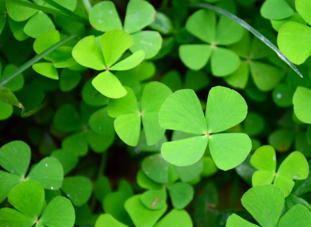 istock Green Marsilea crenata Presl leaf background with natural pattern 1392336866