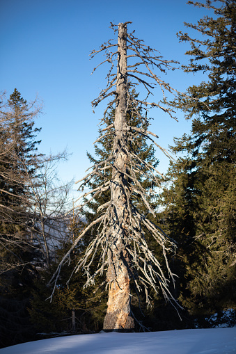 A pine tree in the snowy landscape on the Postalm mountain plateau within the Salzkammergut region of Austria during winter