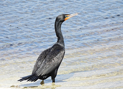 Double-crested Cormorants - profile