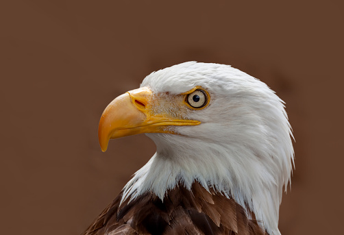 Close up view of American Bald Eagle