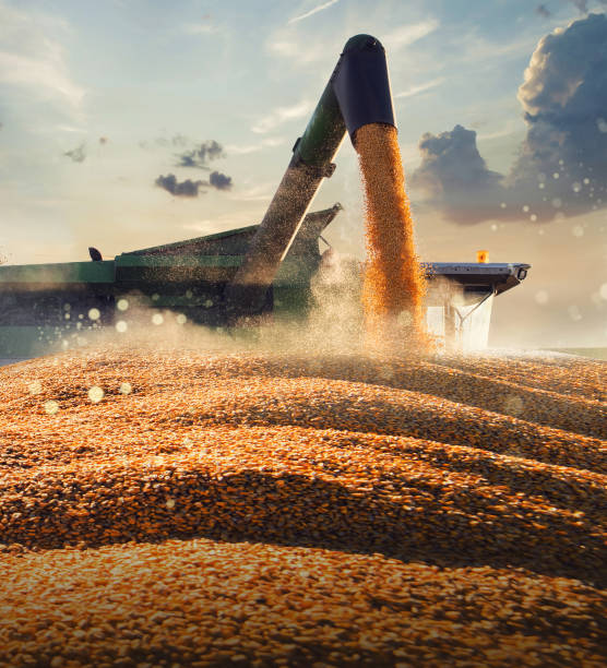 トラクタートレーラーにトウモロコシの穀物を注ぐ - 農業 ストックフォトと画像