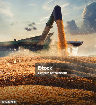 istock Pouring corn grain into tractor trailer 1392337561