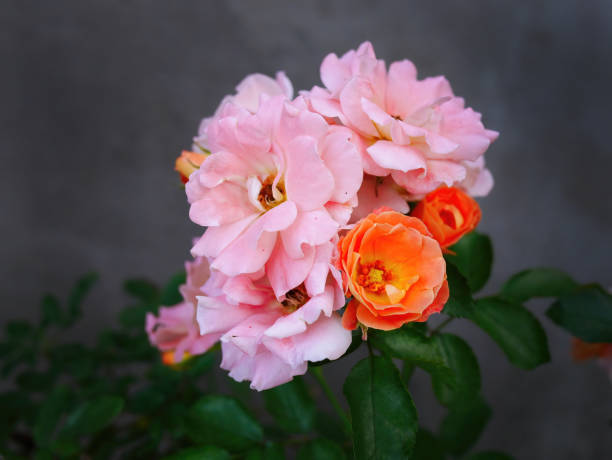 Vibrant colorful flowers with dark grey background wallpaper